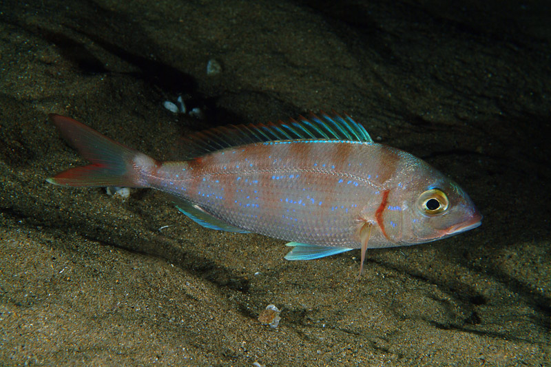 Pagrus pagrus? No, Pagellus erythrinus!